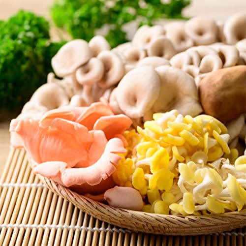 Urban Farm-It - Mushroom Growing Kit, XL Pink Oyster (Pleurotus Djamor), Easy to Use and Fast Growing, Includes Voucher to Claim Living Spawn Separately for Better Yield and Gifting