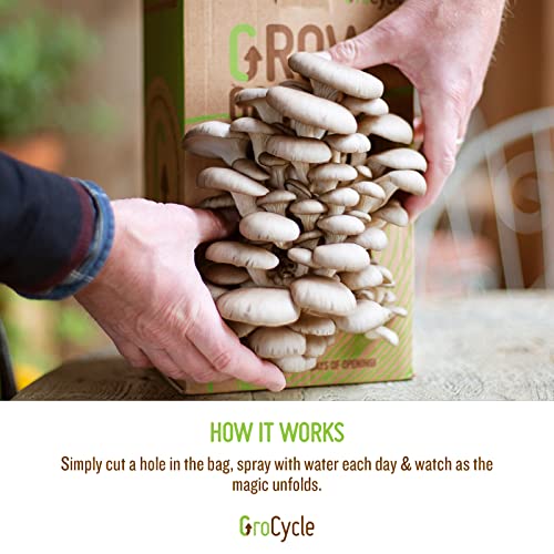 GroCycle Oyster Mushroom Growing Kit | Gardening Gifts - Grow Your Own Mushrooms Kit | | Fun to Grow & Delicious to Eat | Ready to Cook in 14 Days