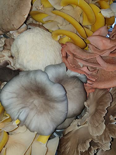 Mushroom Grow Straw Substrate Premium Quality Pellets 1Kg - Foragers Table