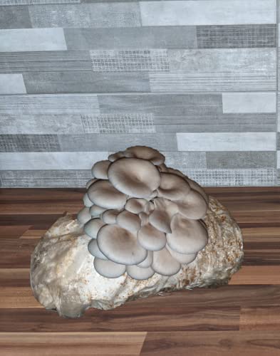 Mushroom Grow Hard Wood Substrate Premium Quality Pellets - Foragers Table