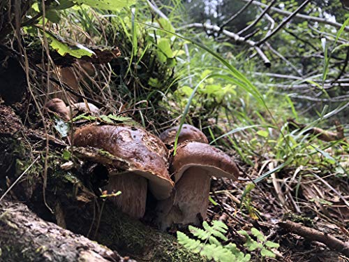 Porcini Mushroom Dried 1st Quality Packaged in Italy - 300g/0,66lb/10,58oz