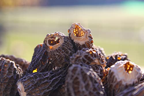 Morel Mushrooms, Popular Choice CAPS (2-6 cm) - no Tails - Hand Picked, Sun-Dried… (30 gr)