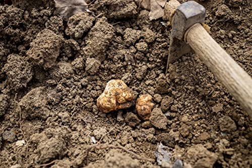 aBeiou. Black truffle oil 250ml, extra gourmet product 100% Italian, extra virgin olive oil flavoured with black truffle, handmade oil, vegan vegetarian, gifts