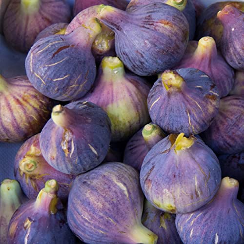 Fig And Walnut Jam from Corsica, Premium Fruit Preserve, Breakfast Spread, Great With Cheese, Made by Charles Antona in The Traditional Way, 1 x Jar, 250g