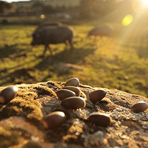 CINCO JOTAS Acorn-fed 100% Ibérico Cured Loin - Traditional Recipe | Cured Loin Made From Acorn-Fed Free-Range Iberian Pigs - 5J Quality, Slow and Natural Curing. Half Piece of 400- 500gr