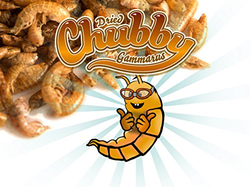 1L Tub Chubby Dried Gammarus - Siberian Shrimps for Fish