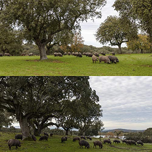 aBeiou. Spanish IBERICO HAM Leg - Jamon Iberico de Cebo - Pata Negra. Cured +30 Months in Guijuelo (Salamanca). Hycer Warranty Certificate. Weight 7'5 to 8 kg