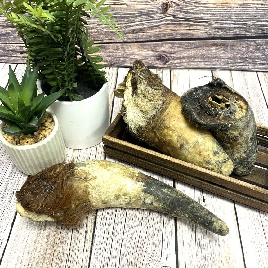 Bulls Horns with Hair Extra Large 2kg Natural Dog Treats Chews (approx 5-8)