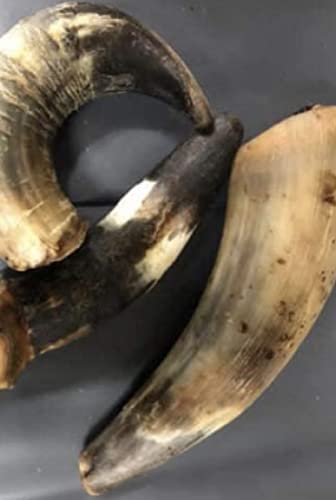 Bulls Horns Extra Large 1kg Natural Dog Treats Chews (approx 2-4) LOD1