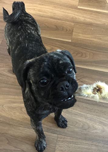 Bulls Horns Extra Large 1kg Natural Dog Treats Chews (approx 2-4) LOD1