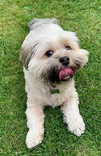 Bulls Horns Extra Large 1kg Natural Dog Treats Chews (approx 2-4) LOD1