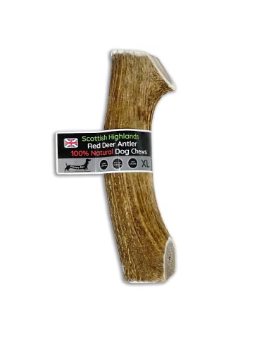 Scottish Deer Antler Dog Chews - Naturally Shed, Long Lasting, 100% Natural… (Deer Antler Chew Extra Large 240-300g)