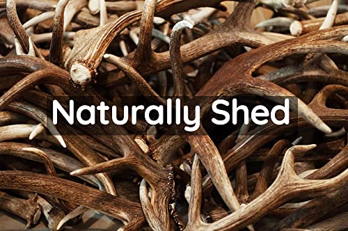 Scottish Deer Antler Dog Chews - Naturally Shed, Long Lasting, 100% Natural… (Deer Antler Chew Extra Large 240-300g)