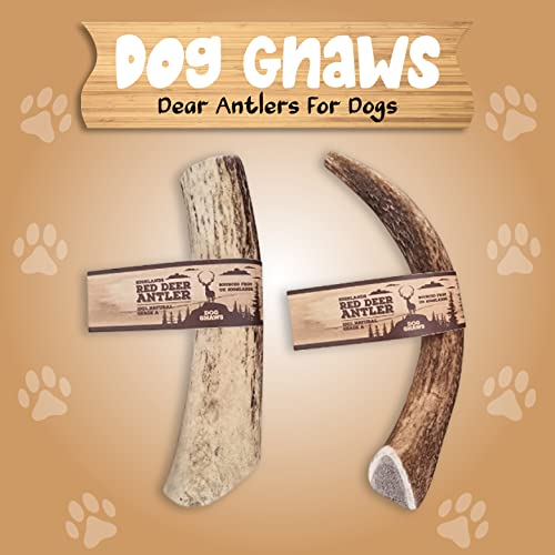 Dog gnaws Deer Antlers for Dogs –XL/Large Dog Antler Natural Dog Treats and Chews – GradeA, Sustainable Puppy Teething Toys & Dental Sticks – Naturally-Shed Nutritious Dog Chew Toys Bones – 205g-235g