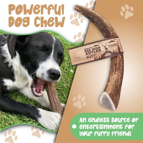 Dog gnaws Deer Antlers for Dogs – Large Dog Antler Natural Dog Treats and Chews – GradeA, Sustainable Puppy Teething Toys & Dental Sticks – Naturally-Shed Nutritious Dog Chew Toys Bones – 135g-165g