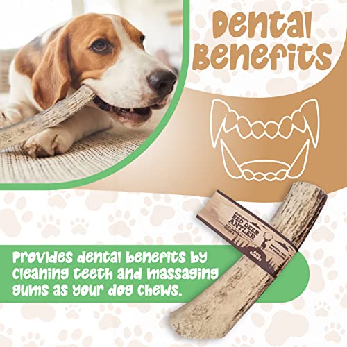 Dog gnaws Deer Antlers for Dogs – Large Dog Antler Natural Dog Treats and Chews – GradeA, Sustainable Puppy Teething Toys & Dental Sticks – Naturally-Shed Nutritious Dog Chew Toys Bones – 135g-165g