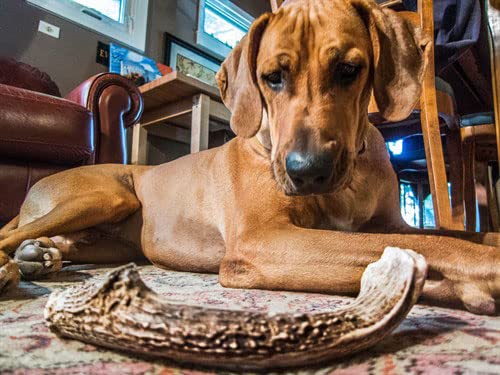Dog gnaws Deer Antlers for Dogs – Large Dog Antler Natural Dog Treats and Chews – GradeA, Sustainable Puppy Teething Toys & Dental Sticks – Naturally-Shed Nutritious Dog Chew Toys Bones – 135g-165g