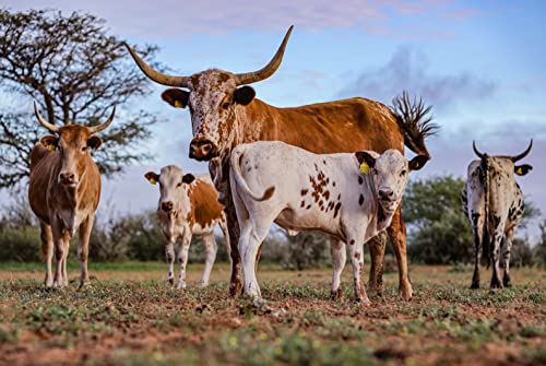 Külbs Original Namibian Biltong - High Protein Snack from Namibia | 100% Free Range Beef | protein-rich & juicy dried meat (200g Traditional Taste & 200g Mild Chili Taste)