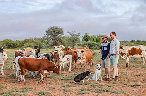 Külbs Original Namibian Biltong - High Protein Snack from Namibia | 100% Free Range Beef | protein-rich & juicy dried meat (200g Traditional Taste & 200g Mild Chili Taste)