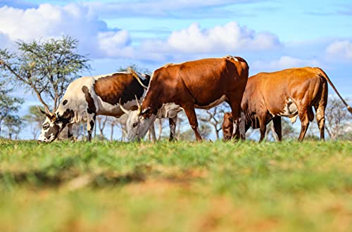 Külbs Original Namibian Biltong - High Protein Snack from Namibia | 100% Free Range Beef | protein-rich & juicy dried meat (200g Traditional Taste & 200g Mild Chili Taste)