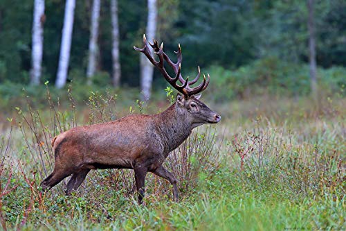 Venison Salami 350g - Artisan Gourmet Charcuterie