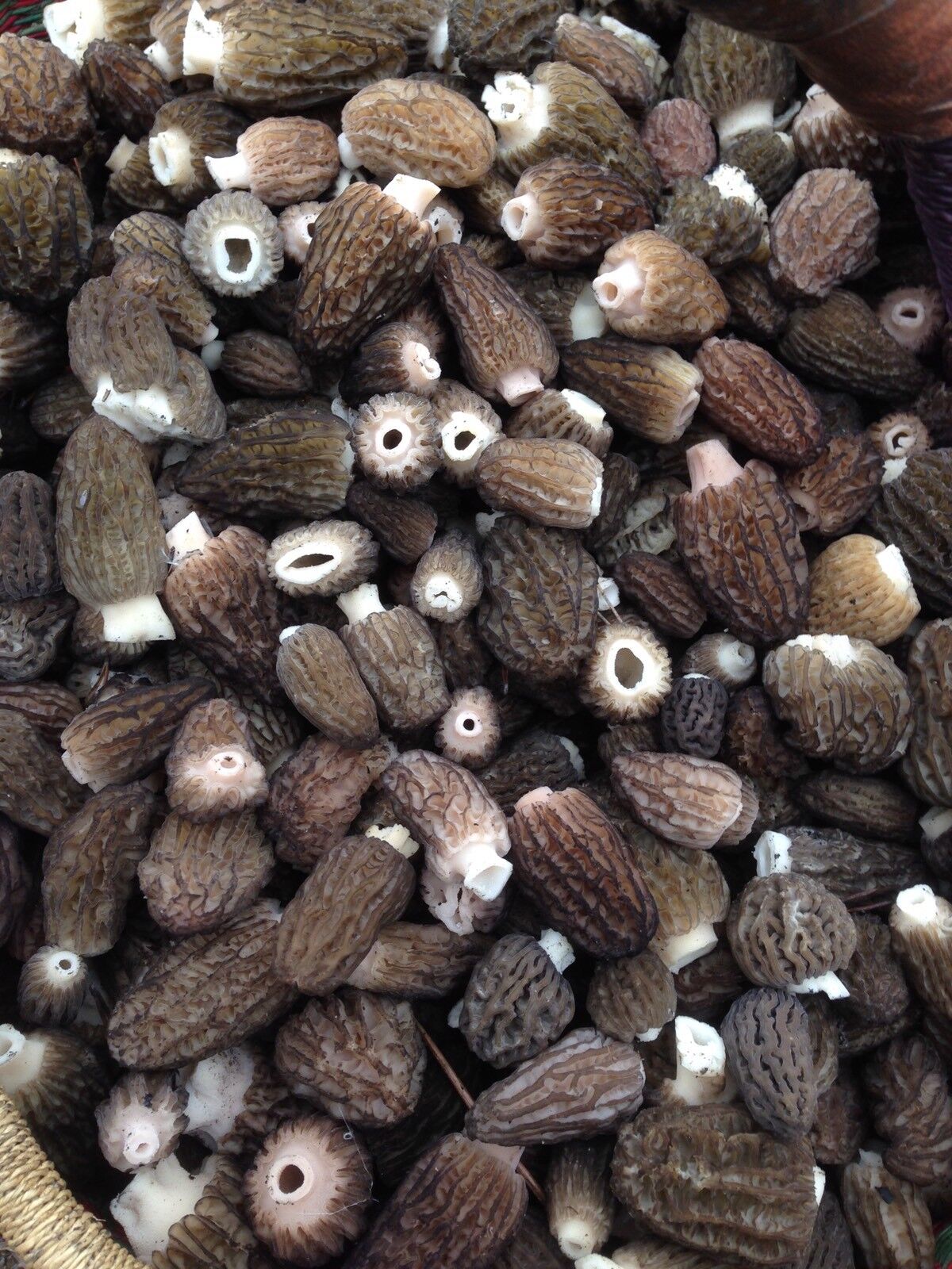WILD Morel Mushrooms, Whole (Dried) - 2 oz.