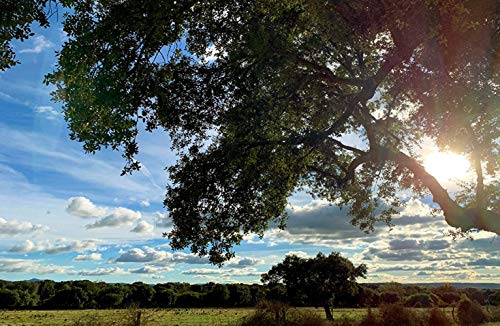 aBeiou. Great Reserve DUROC Premium HAM Shoulder. Spanish Serrano. Matured for More Than 18-20 Months (Vacuum-Packed ham) Manufactured in Guijuelo (Spain). Product of The Iberian Peninsula.