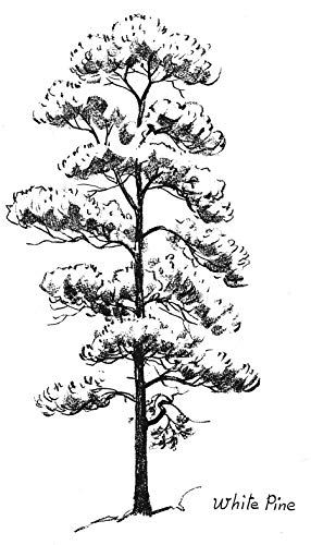 Drawing Trees (Dover Art Instruction)
