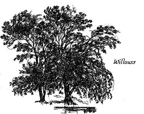 Drawing Trees (Dover Art Instruction)