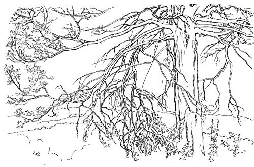 Drawing Trees (Dover Art Instruction)