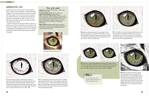 Drawing Animal Portraits in Coloured Pencil