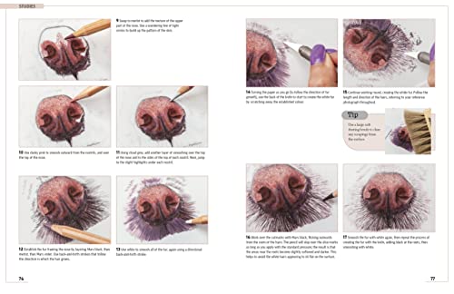 Drawing Animal Portraits in Coloured Pencil