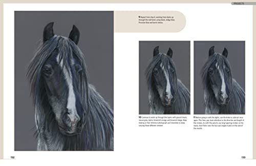 Drawing Animal Portraits in Coloured Pencil