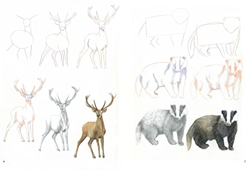 How to Draw: Woodland Animals: in simple steps