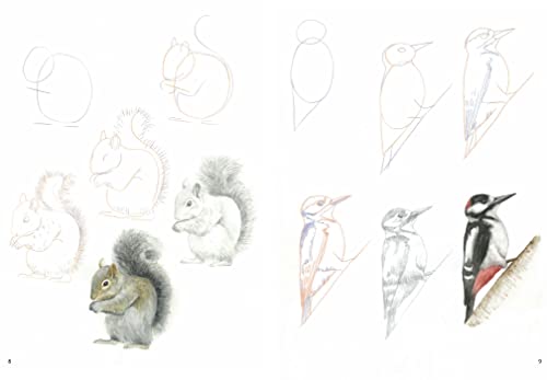 How to Draw: Woodland Animals: in simple steps