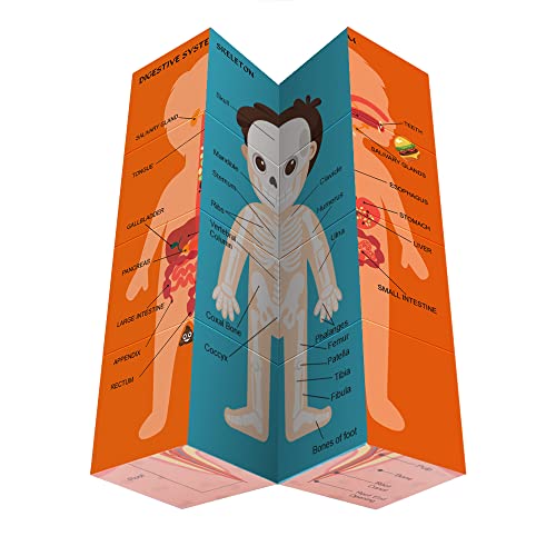 Aliwovo My Body Educational Study Cube Human Cartoon Anatomy Poster Set Learning Body Parts, Organs, Muscles And Bones For Kids Fun Learning-Tool Educational Gift for Boy and Girl, Blue
