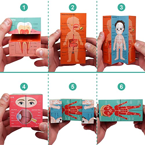 Aliwovo My Body Educational Study Cube Human Cartoon Anatomy Poster Set Learning Body Parts, Organs, Muscles And Bones For Kids Fun Learning-Tool Educational Gift for Boy and Girl, Blue