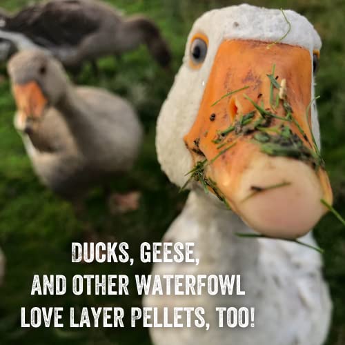 Organic Layer Pellets - High-Quality Chicken Feed