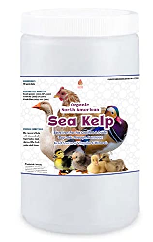 Organic Kelp: Vitamin Supplement for Chickens & Ducks