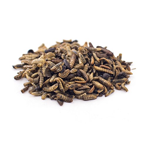 Premium Soldierworms Chicken Treats - 16oz