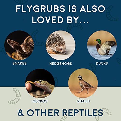 FLYGRUBS Non-GMO Chicken Feed with Extra Calcium (5lb)