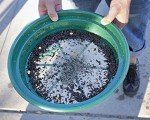13.25" Stackable Gold Classifier Sifting Pan