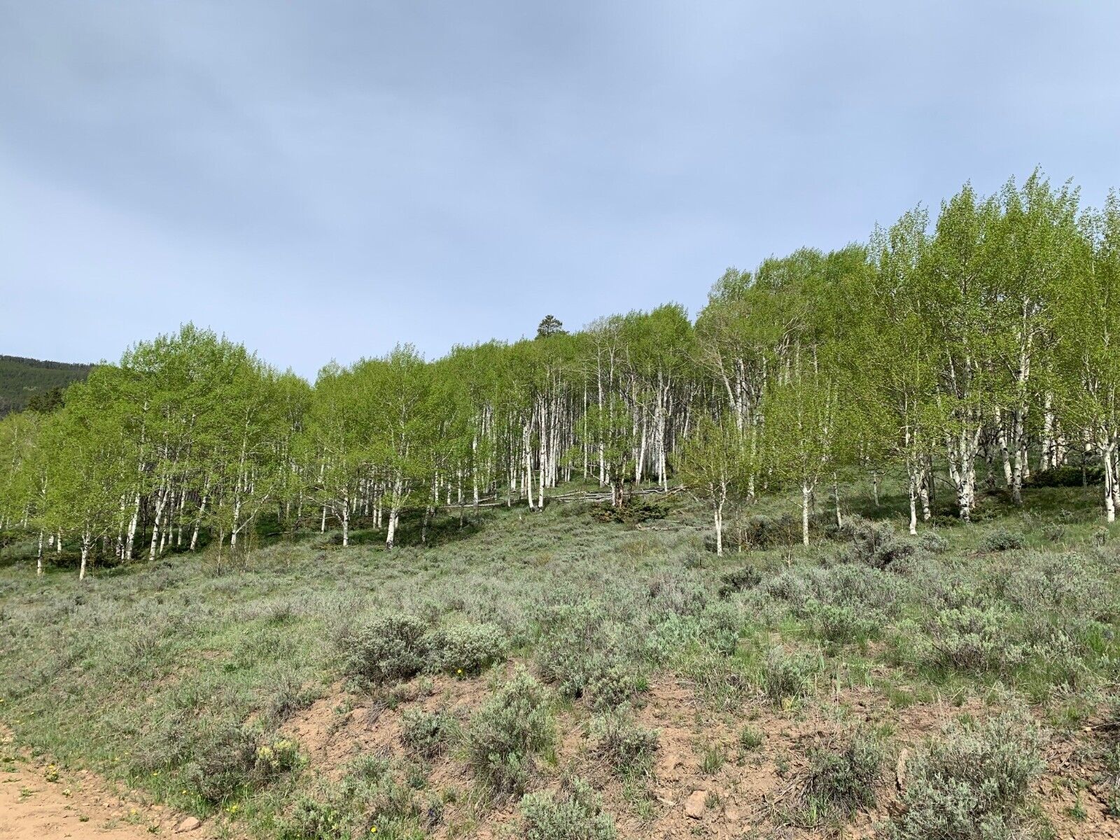 Gold Mines & Hot Springs Creek, Bowerman Ghost Town