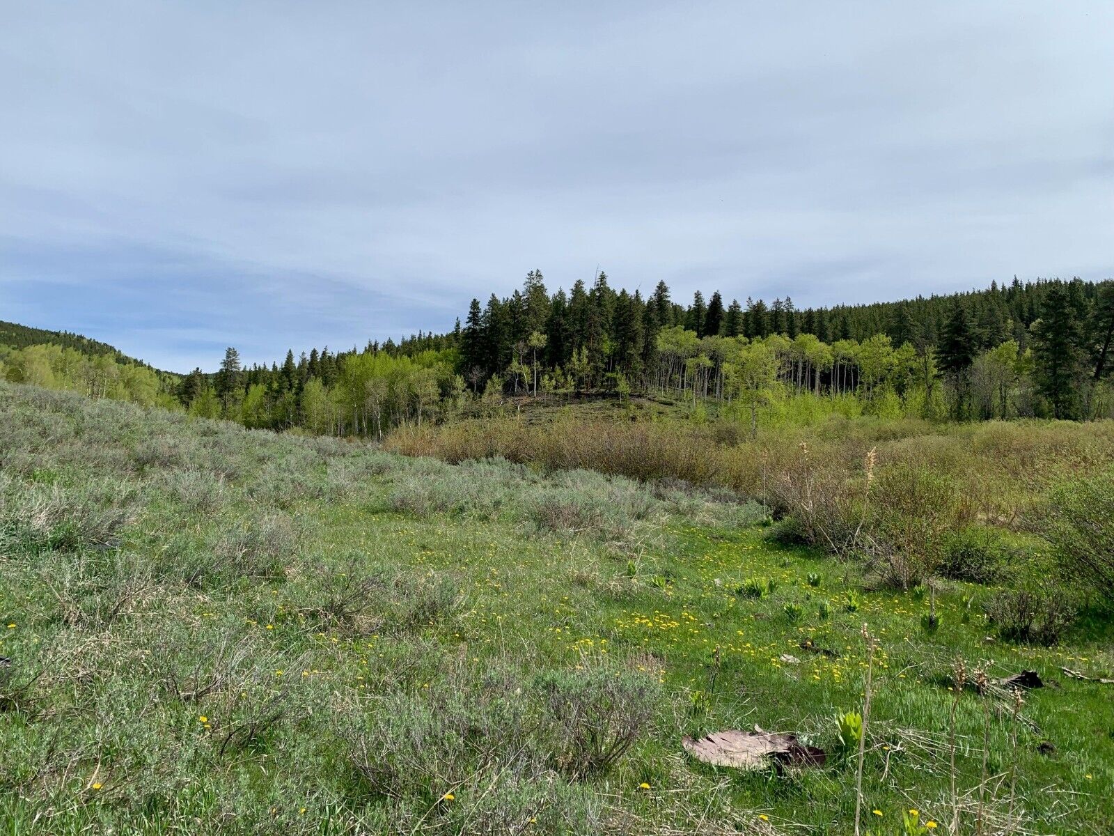 Gold Mines & Hot Springs Creek, Bowerman Ghost Town