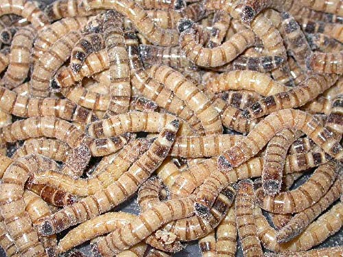 250 Superworms for Bearded Dragons | Guaranteed Live Arrival