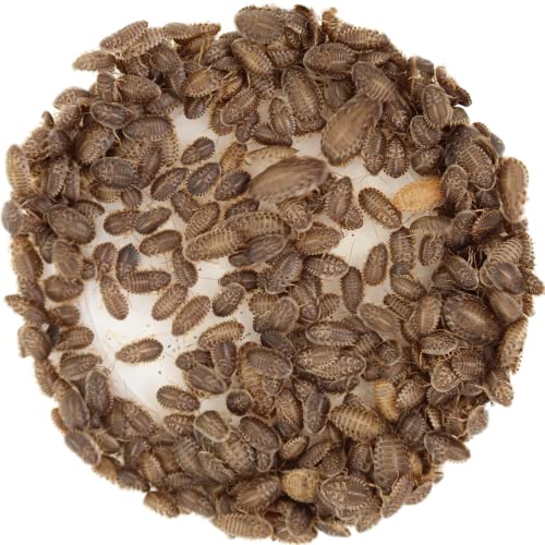 Nutrient-Rich 100ct Small Dubia Roaches - Ideal Reptile Food