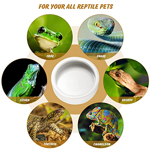 Ceramic Pet Bowls for Bearded Dragon & Reptiles