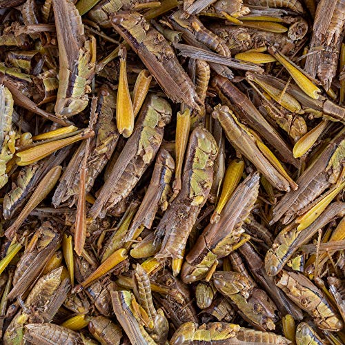 Herp Dragon Treat: Healthy Grasshoppers (15.88g Jar)