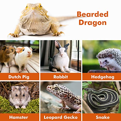Adjustable Bearded Dragon Lizard Harness Pack with Leash
