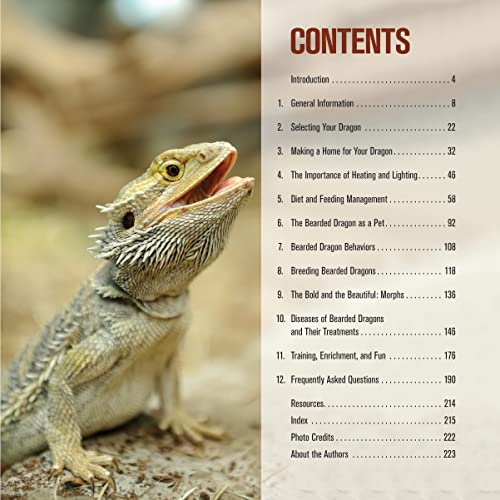 Ultimate Guide: Care for Healthy Bearded Dragons